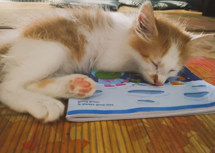 Yuk Simak Ciri-ciri Kucing Sedang Bermimpi, Salah Satunya Mengeluarkan Suara yang Tidak Biasa