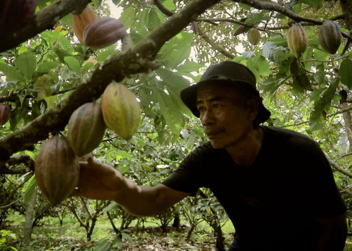 Dari Potensi Lokal ke Prestasi Nasional, Desa BRILiaN Sausu Tambu Perkuat Ekonomi Pesisir