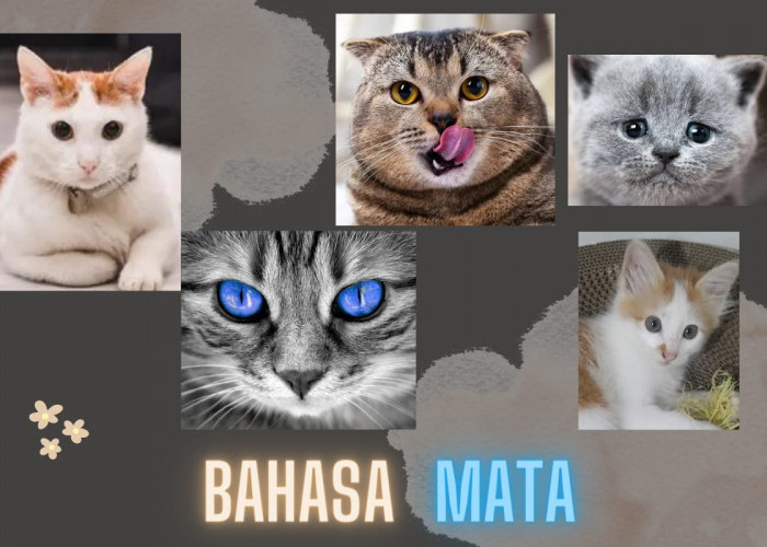 Yuk Kenali Arti 7 Bahasa Mata Kucing, Pemilik Kucing Wajib Tahu Agar Lebih Peka