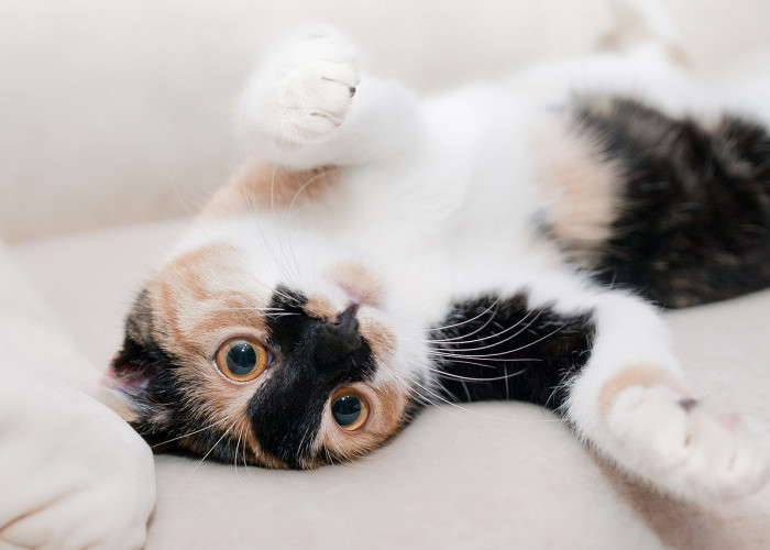 Yuk, Pahami Bahasa Tubuh Kucing Kesayanganmu Mulai dari Gerakan Anggota Badan Hingga Suara