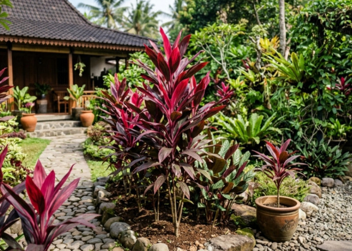 Hanjuang Merah Tren Lagi, Tanaman Klasik Cantik dengan Segudang Manfaat dan Perawatan Super Mudah