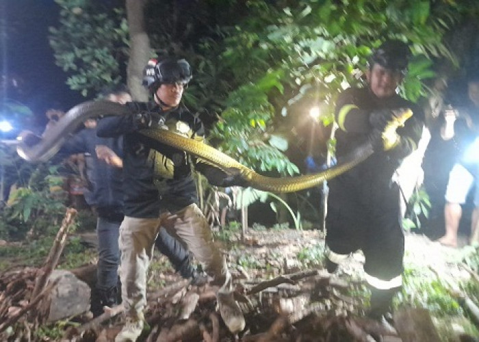 Temukan Ular King Cobra Sepanjang 4 Meter, Warga Tidak Berani Menangkapnya, Pilih Laporan ke Petugas Damkar