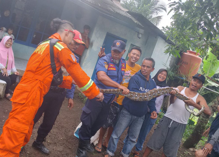 Berkeliaran di Tasikmalaya, Damkar Evakuasi Dua Ular Sanca Kembang dalam Waktu 24 Jam!