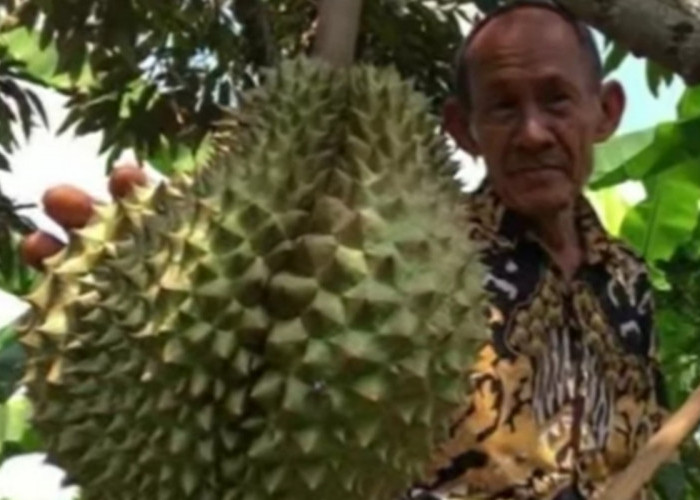 Ini Daftar Durian Paling Unik, Salah Satunya dari Tasikmalaya yang Bikin Geleng-Geleng Kepala