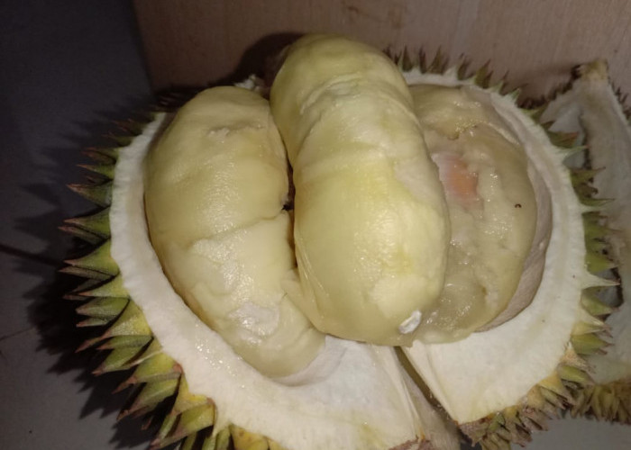 Bikin Nagih! Rasa Durian Lokal Tasikmalaya Lebih Manis Sedikit Pahit, Ingin Terus Makan