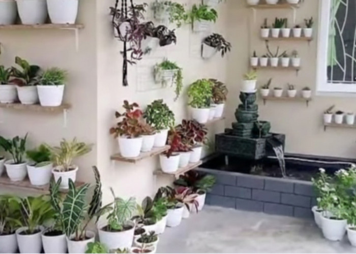 10 Tanaman Indoor untuk Rumah estetis: Cantik, Mudah Dirawat, dan Bikin Udara Lebih Segar