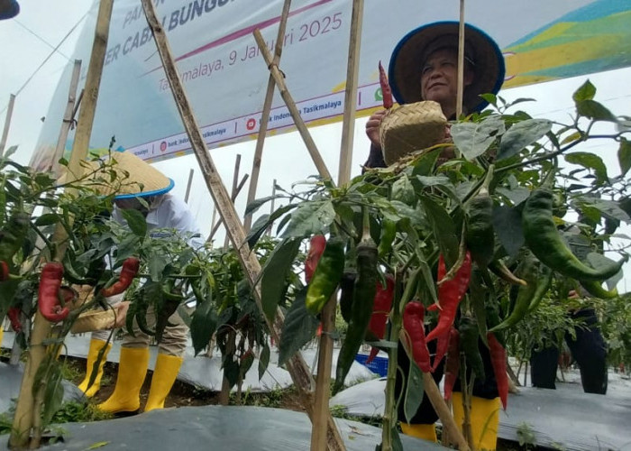 Menjaga Kestabilan Harga Cabai, Pemkot dan BI Tasikmalaya Kolaborasi dengan Petani Binaan