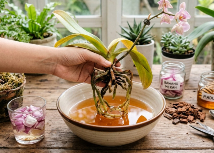 Jangan Dibuang Dulu! Begini Cara Menghidupkan Lagi Tanaman Hias Anggrek Yang Busuk Akar 