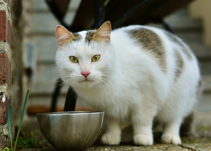 Kenali 10 Ciri Kucing Minta Makan, Perlu Respons Cepat dari Pemilik