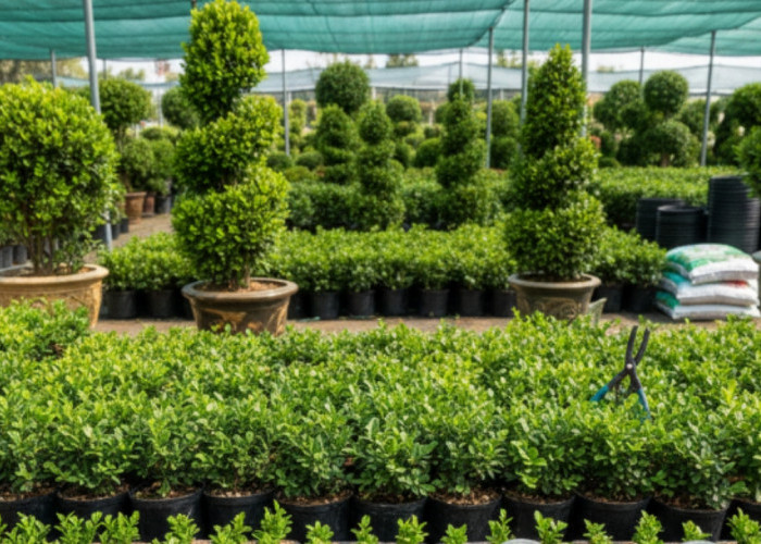 Peluang Cuan dari Boxwood, Begini Strategi Budidaya hingga Jadi Topiary Bernilai Tinggi
