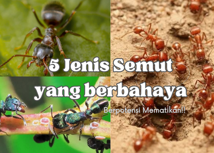 NGERI! 5 Jenis Semut yang Berbahaya dan Berpotensi Mematikan Bagi Manusia