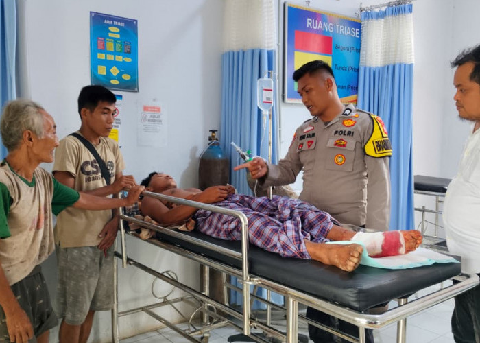 Seorang Warga Duel dengan 3 Harimau di Inhu, Pencari Damar Selamat Meski Luka Parah