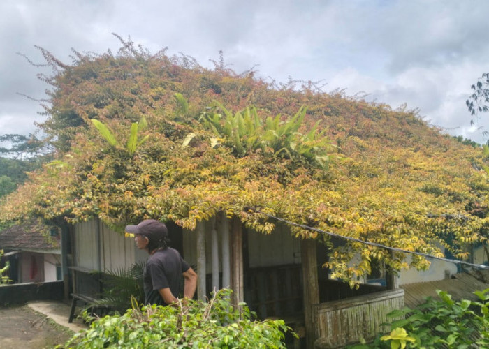 Dari Tanaman Bintang hingga Bambu Langka, Rumah Warga Bantarkalong Tasikmalaya ini Bagaikan Galeri Alam