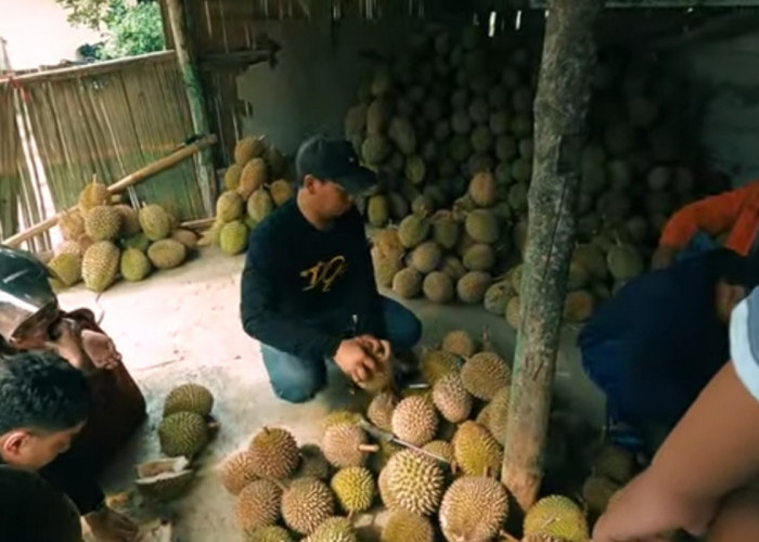 Serunya Berburu Durian Cengal Bogor, Begini Rasa dan Kisaran Harganya