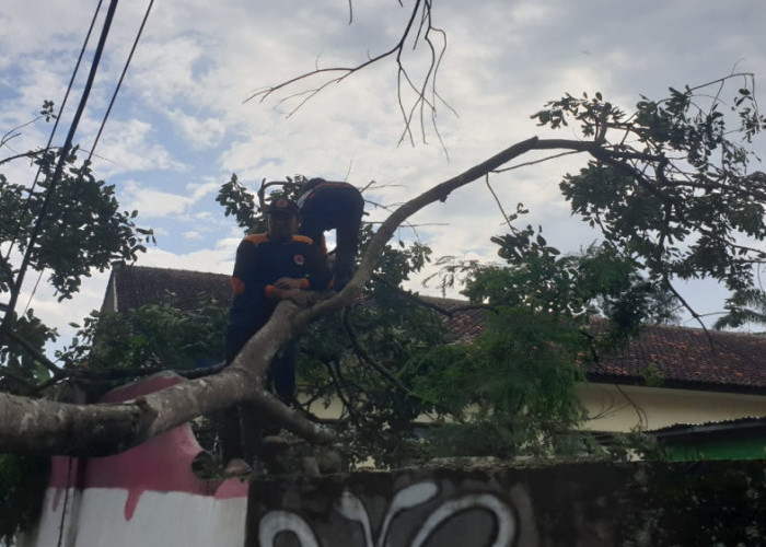 Pohon Rambutan Tumbang Ditiup Angin, Evakuasi Terhambat Sekolah dan Akses Jalan di Sukarame Tasikmalaya