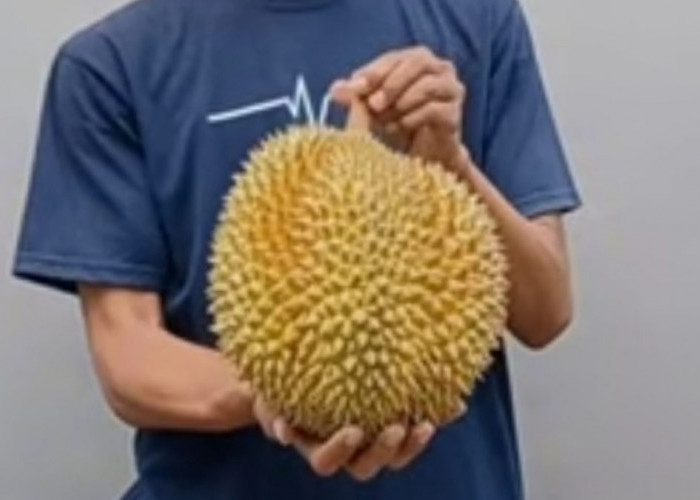 Adu Kualitas Antara Durian Super Tembaga vs Durian Pelangi Manokwari, Begini Perbandingan Rasanya!