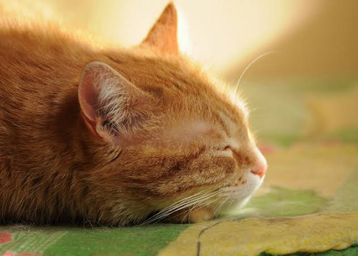 Apakah Kucing Bermimpi Saat Tidur? Simak Penjelasan Secara Ilmiah