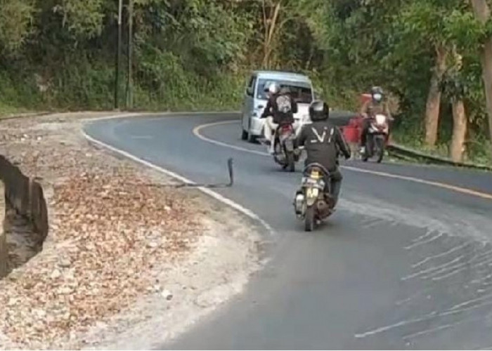 Video Heboh Detik-detik Ular Kobra Nyaris Gigit Pengendara Motor di Tanjakan Tembungkerta Kota Banjar