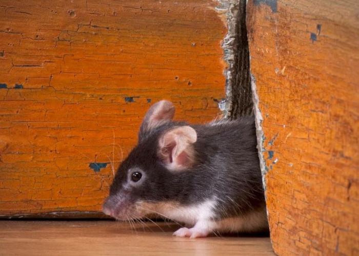 Sering Merusak Peralatan Rumah, Untuk Mengusirnya Tikus Tidak Suka Bau Apa? Ini Jawaban