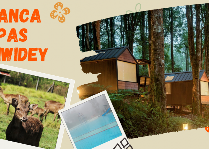 Pesona Ranca Upas Ciwidey, Wisata Alam Favorit dengan Rusa Jinak dan Air Panas Alami