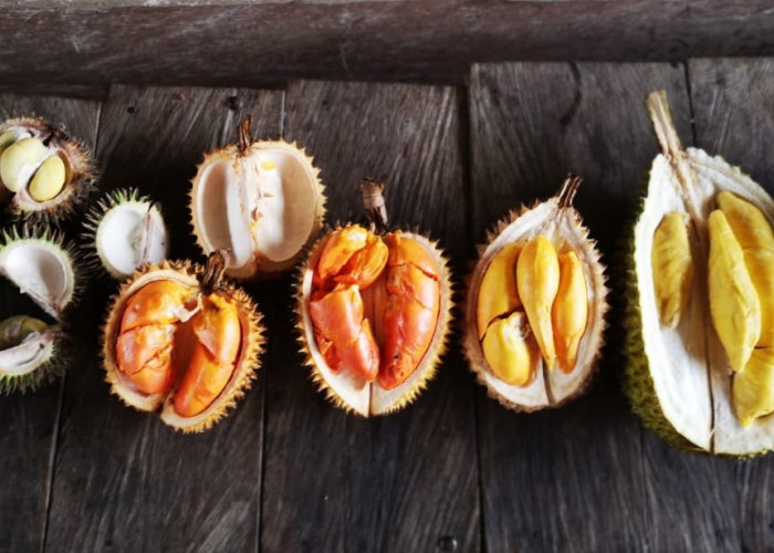 Fokus! Cara Gampang Membedakan Durian Montong dengan Musang King dan Bawor dari Ukuran, Rasa dan Warna