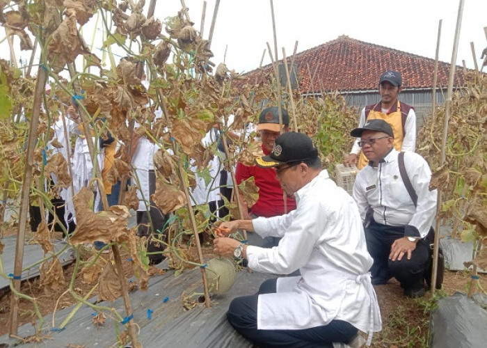Inovasi Lelang Melon untuk Bangun Mesjid di Tasik Dapat Apresiasi, ke Depan Akan Ditanam 30 Ribu Pohon Melon 