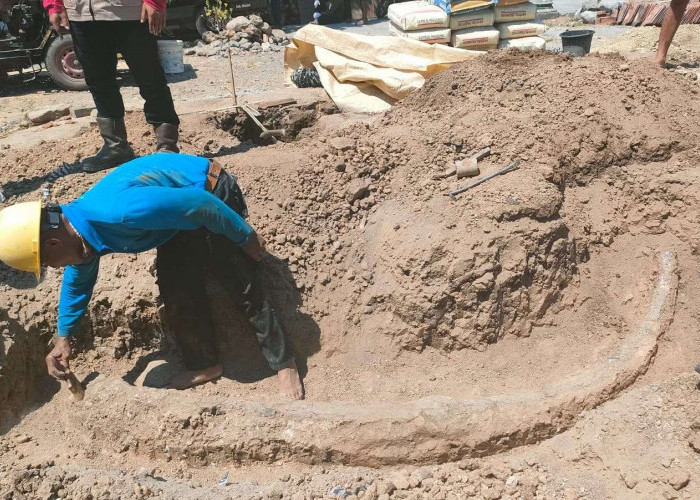 Kembali ke Permukaan Setelah 800.000 Tahun Panjang Fosil Gading Purba Capai 3,25 Meter