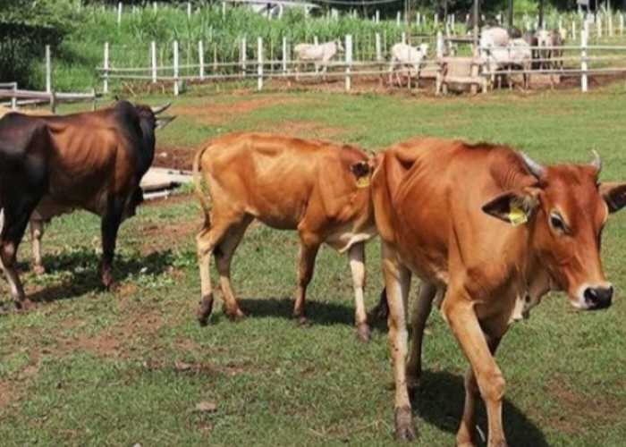Sapi Pasundan, Ras Sapi Lokal Jawa Barat yang Potensial Hasilkan Daging Sapi Premium