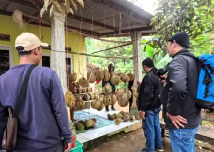 Petualangan Seru Berburu Durian di Kampung Cipeuteuy Jonggol, Ada Durian Bangkok, Cek Harga di Sini!