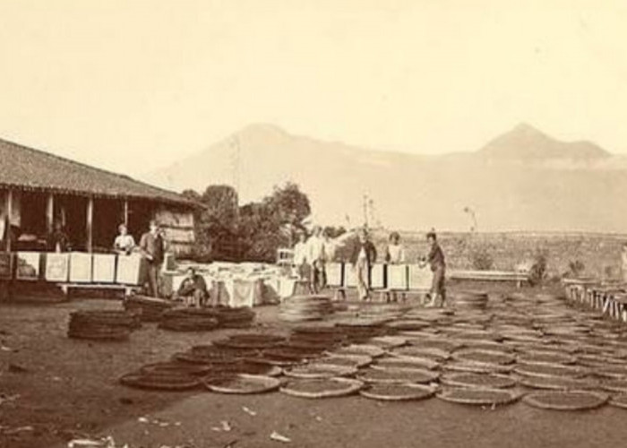 Sejarah Pabrik Teh Taraju dan Perkebunan Teh di Tasikmalaya Pada Zaman Belanda