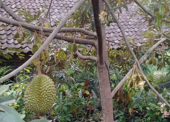 760 Pohon Baru Ditanam di Tasikmalaya, Target Jadi Sentra dan Tempat Wisata Durian