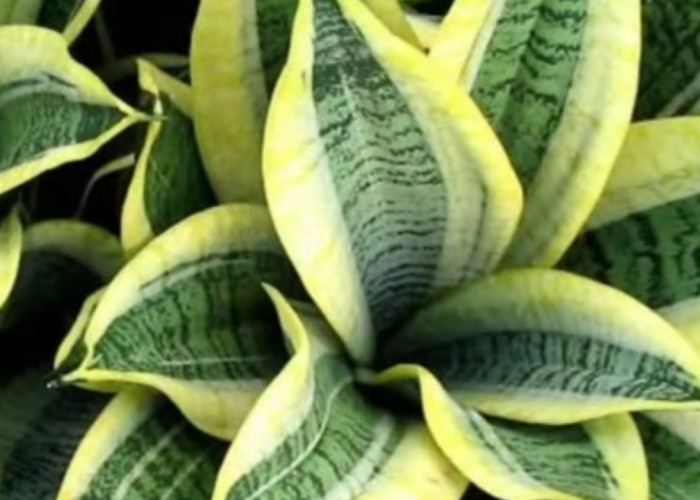 Bikin Segar! Tanaman Indoor Paling Efektif Membersihkan Udara Rumah, Alami dan Mudah Dirawat