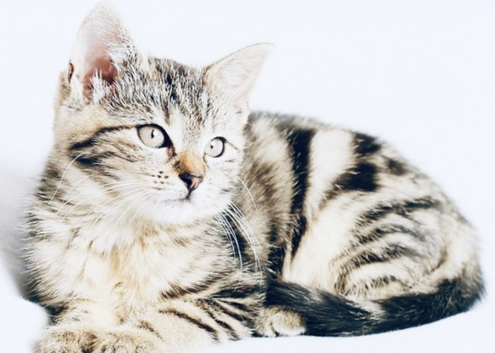 5 Makanan yang Tidak Boleh Diberikan Pada Kucing, Anabul Harus Tahu Nih