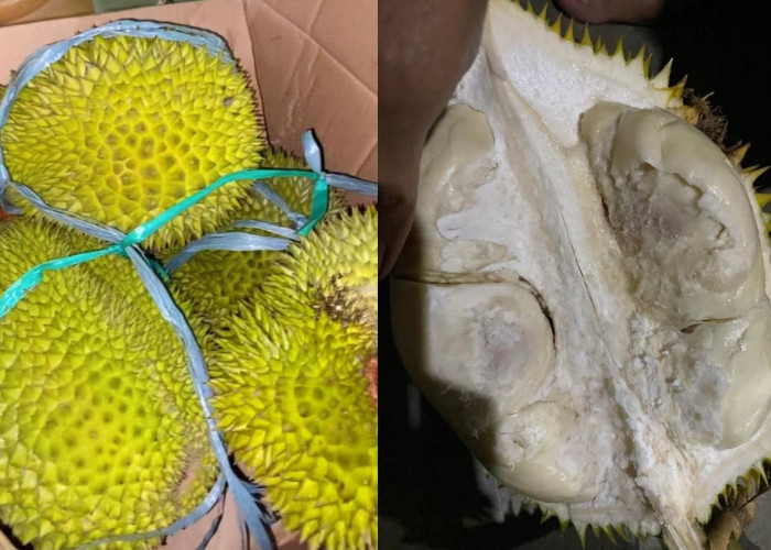 Wisata Kuliner, Yuk Cobain Rasa Durian Tasikmalaya yang Saat Ini Sedang Viral, Harganya Juga Terjangkau