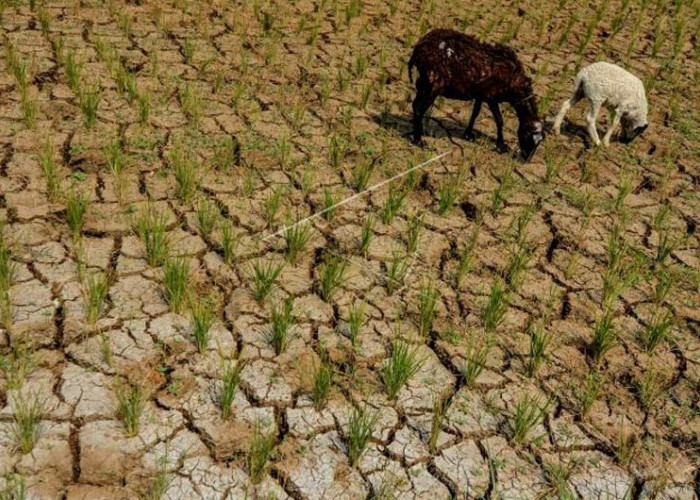 Menyongsong Ancaman Kemarau El Nino: Indonesia Membuka 500 Ribu Hektare Lahan Pertanian