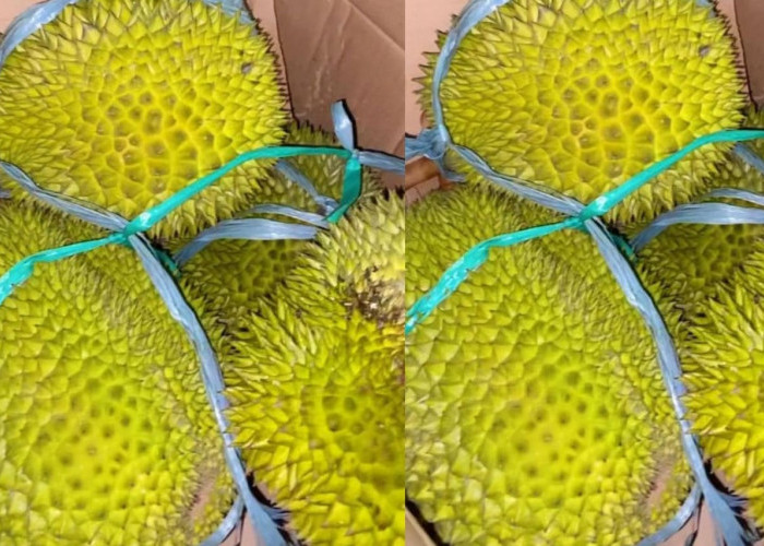 Segini Ketebalan Daging Durian Tasikmalaya, Tak Kalah Tebalnya dengan Durian Musang King, Yuk Lihat di Sini