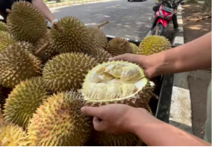 Berburu Durian Bengkulu Murah di Kota Bogor, Harga 30 Ribu Rasanya Enak, Cek Lokasinya di Sini! 