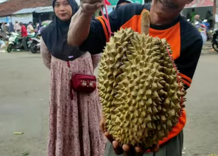 Durian Segede Ini Dijual Rp 20 Ribu! Cek Update Harga Durian Lokal Pekalongan