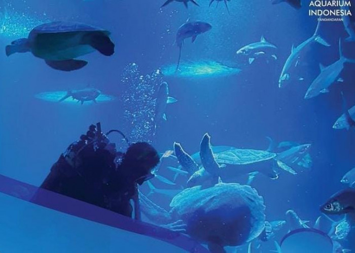 Aquarium Indonesia Pangandaran Tawarkan Ragam Biota Laut dengan Teknologi Modern, Libur Lebaran ke Sini Yuk!