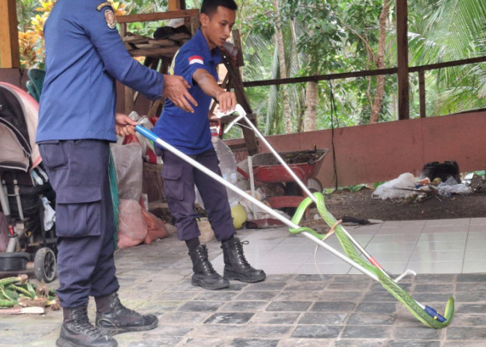 Warga Parigi Panik Ular Berbisa Masuk Rumah, Damkar Pangandaran Bergerak Cepat
