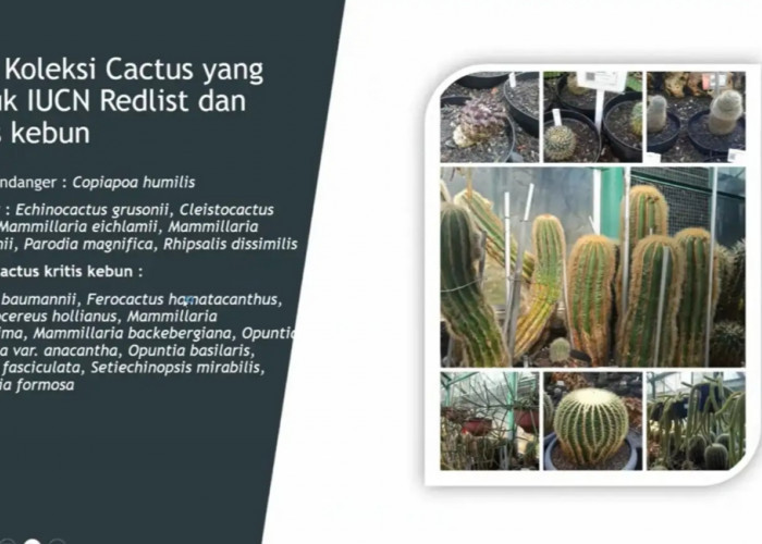 Kebun Raya Cibodas Simpan 768 Koleksi Kaktus, Sejumlah Spesies Terancam Punah