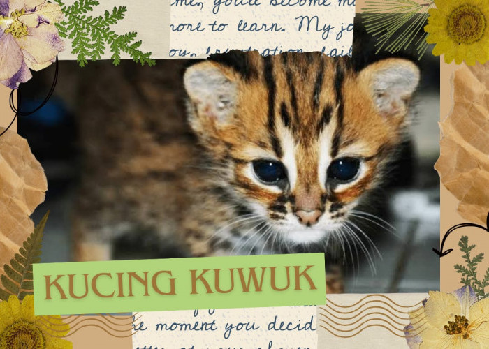 Mengenal Keunikan Kucing Kuwuk, Si Imut Misterius yang Sering Ditemui di Hutan Indonesia