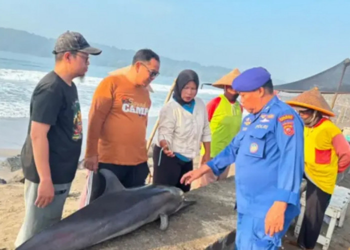 Lumba-Lumba Mati Terdampar di Pantai Timur Pangandaran, Warga Diminta Segera Melapor