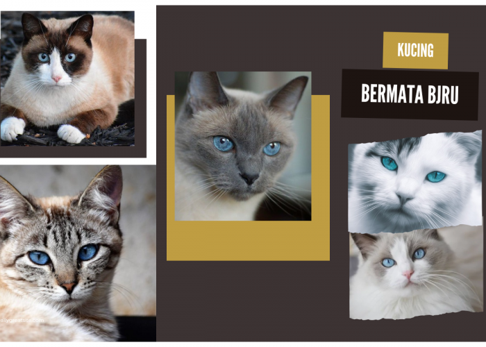 11 Ras Kucing Bermata Biru yang Sangat Menggemaskan