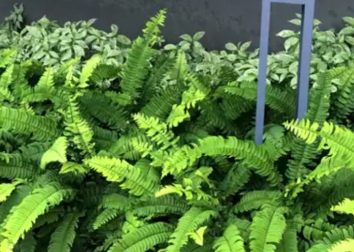 Wajib Dicoba! 5 Tanaman Indoor Penjernih Udara Ini Bikin Ruangan Lebih Sehat dan Nyaman 