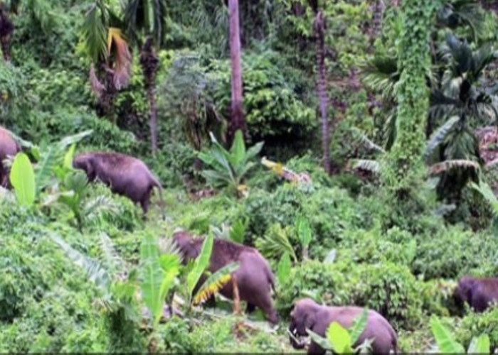Parah! Habitat Gajah Makin Sempit, Temasuk di Indonesia 