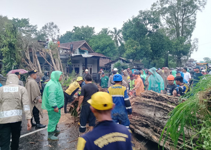Pohon Besar Tumbang Melintang di Jalan Tasik-Garut, Simak Update Terbaru Arus Lalu Lintasnya Sore Ini