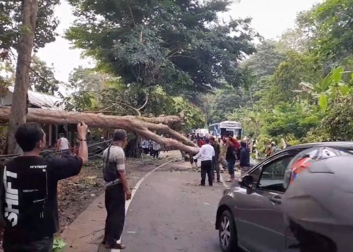 Pohon Raksasa Tumbang di Jalan Emplak, Akses ke Pantai Pangandaran Sempat Terganggu