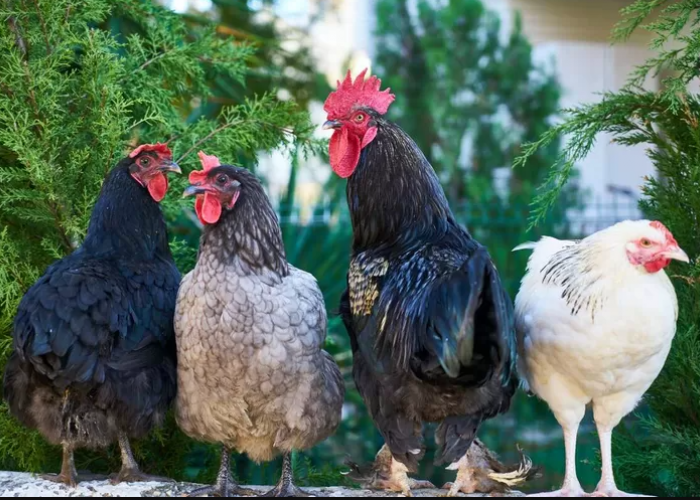 Ras Ayam Kampung yang Eksotis Memahami Keunikan Ayam Kedu