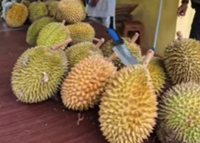 Satu Lagi Durian Jonggol yang Enak di Kampung Cibodas Bogor, Puncak Panen Diperkirakan Februari Mendatang